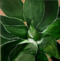 Agave Star